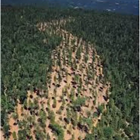 A shaded fire break within a dense forest. (Photo: Rob York)