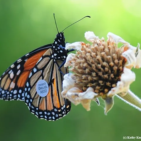 This migrating monarch flew from a vineyard in Ashland, Ore. to a garden in Vacaville, Calif. in 2016. This amounted to 285 miles in seven days or about 40.7 miles per day, according to WSU entomologist David James, who studies migratory monarchs.(Photo by Kathy Keatley Garvey)