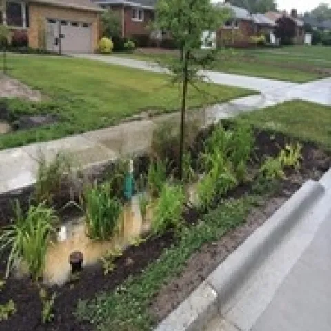 Rain Garden