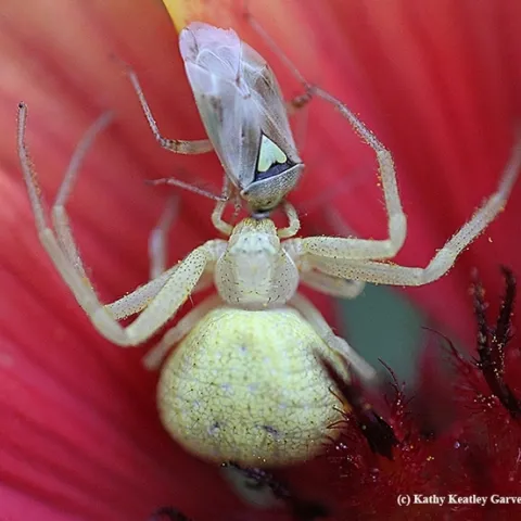 A crab spider nails a lygus bug, a pest. (Photo by Kathy Keatley Garvey)