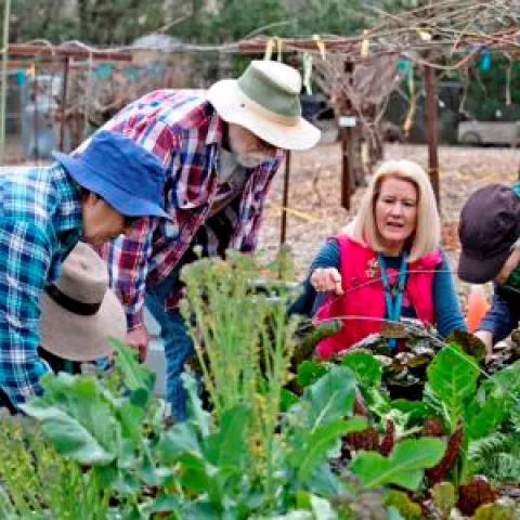 Vegetable Gardening
