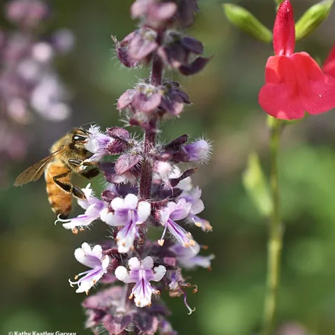 A honey bee nectaring on African blue basil in Vacaville, Calif. At right is Salvia microphylla "Hot Lips." (Photo by Kathy Keatley Garvey)