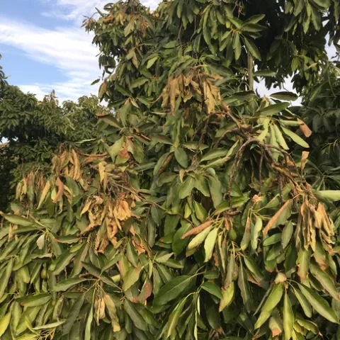 heat damage to canopy