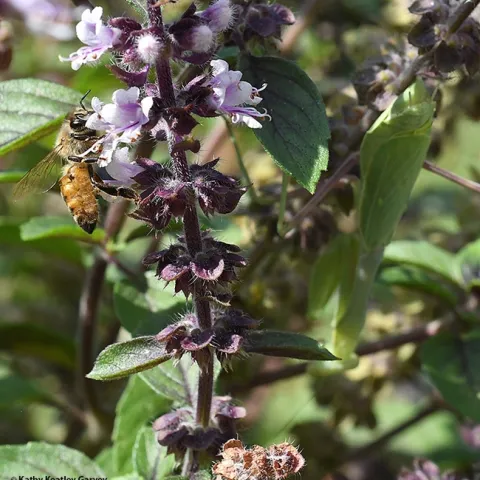 A honey bee nectaring on African blue basil blossoms is unaware that on the other side, camouflaged and hidden in the shadows, is a praying mantis. (Photo by Kathy Keatley Garvey)