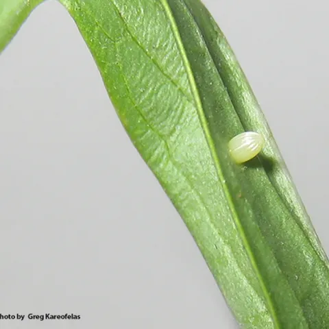 The Egg: Greg Kareofelas collected this egg from a narrowleaf milkweed in his Davis yard on Aug. 25. (Photo by Greg Kareofelas)