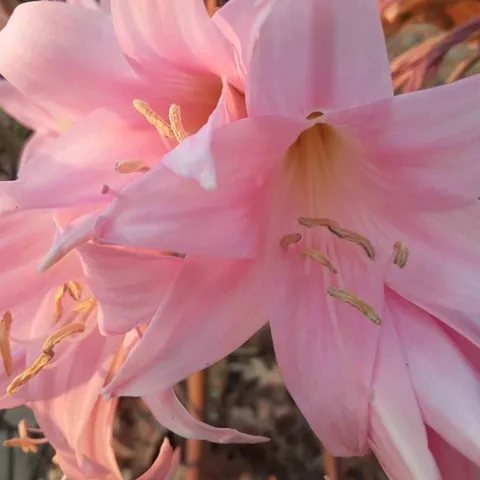 Amaryllis belladonna, Laura Lukes