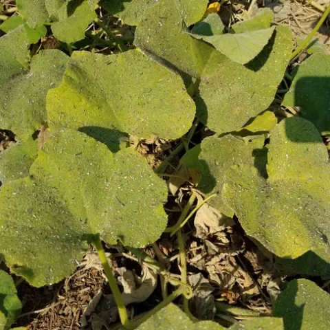 Ash on butternut squash, J. Alosi