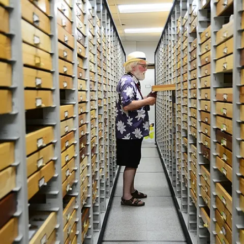 Lepidopterist Robert "Bob" Michael Pyle searches through the drawers of butterfly specimens at the Bohart Museum of Entomology. (Photo by Kathy Keatley Garvey)