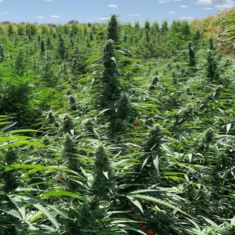 UC is working with several private companies on industrial hemp research.