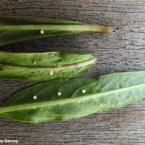 Monarch eggs are usually one to a leaf, but sometimes Mama Monarch deposits multiple eggs on a single leaf. (Photo by Kathy Keatley Garvey)