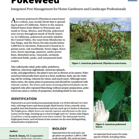 Pest Notes-Pokeweed cover