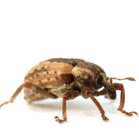 Alfalfa weevil adult