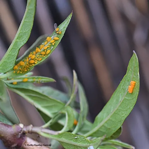 Good Planning: A lady beetle laid her eggs (right) next to oleander aphids (left) on a tropical milkweed plant. The lady beetle larvae will eat the aphids. (Photo by Kathy Keatley Garvey)