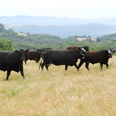 Cattle graze dry grass to reduce wildfire fuel. Photo by Roger Praplan.