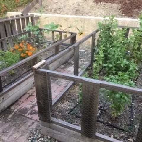 MB Cut flower garden