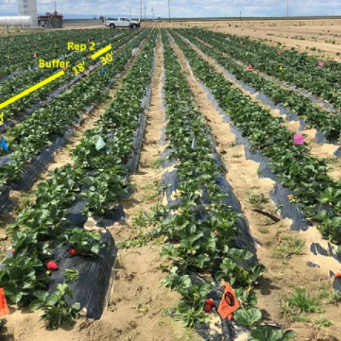 Biostimulant and nutrient supplement study