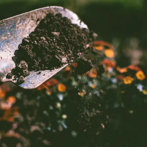 HAND compost pexels-lisa-fotios-1301856