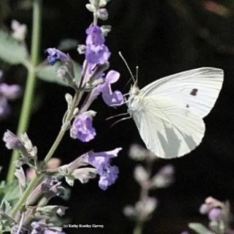 Acmon Blue Butterfly (photos by Kathy Keatley Garvey)