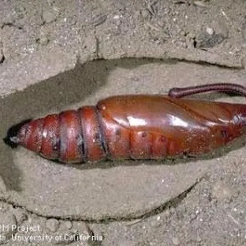 FP TomatoHornworms01