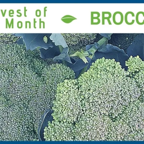 Broccoli October