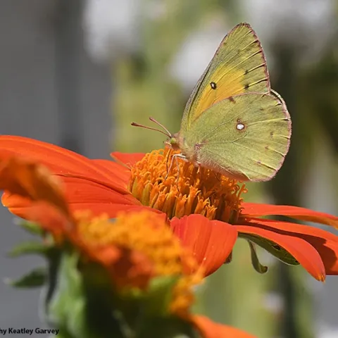 An alfalfa butterfly, Colias eurytheme, nectaring on a Mexican sunflower (Tithonia rotundifolia). (Photo by Kathy Keatley Garvey)