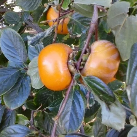 Fuyu persimmon