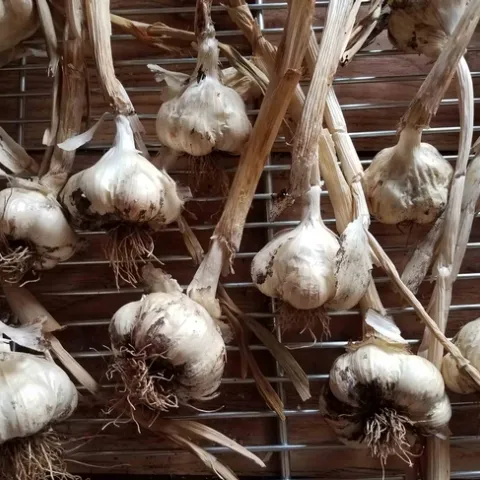 Garlic drying, J .Alosi