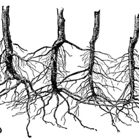 interconnected root system