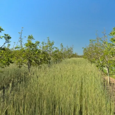Photo 4. The rye cover crop in the basic cover crop treatment before cover crop termination, which occurred in late April 2020.