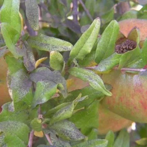 Close up photo of blackish sooty mold covers a branch of green pomegranate leaves and some pomegranate fruit.