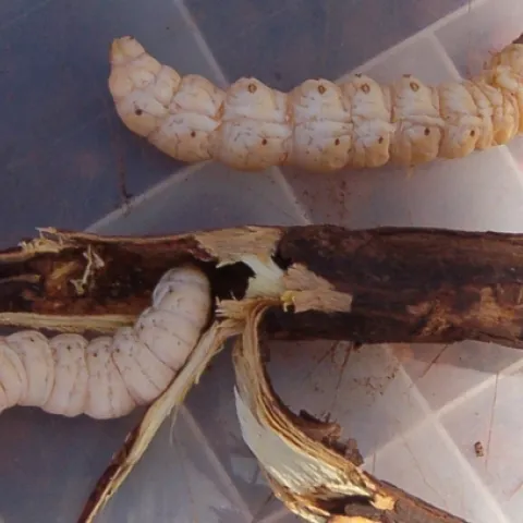 Witchetty grub (Image courtesy of Wikipedia)