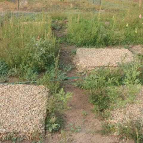 Plots testing variations of electric weed control. Some treatments were 100 percent effective.