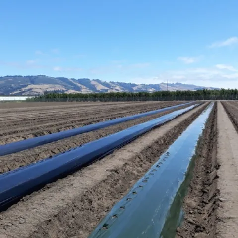 One of the soil biodegradable mulch tests, testing two mulch types, for 2020-21 in Watsonville.