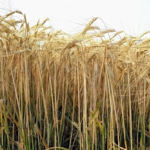 Malting Barley in the Tulelake Basin