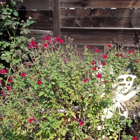 Salvia (photos by Betty Victor)