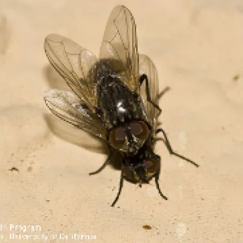 Two black house flies mating.
