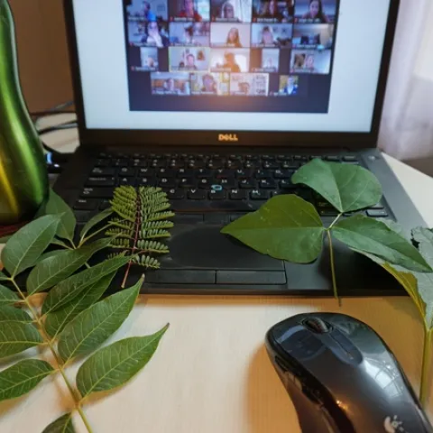During the online class, participants went outside to gather and compare a variety of leaves.