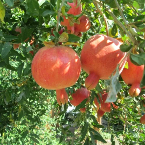Eversweet pomegranate growing in Bishop