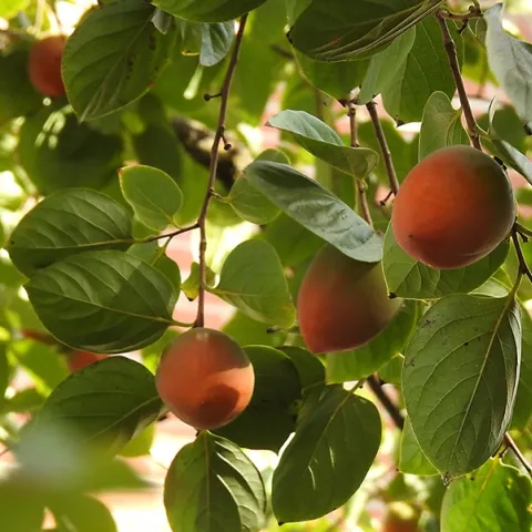 A heritage persimmon tree in Vacaville, Calif. (Photo by Kathy Keatley Garvey)