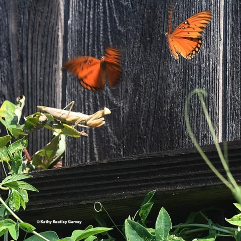 Gulf Fritillaries flutter over a praying mantis, Mantis religiosa, in a passionflower patch in Vacaville, Calif. (Photo by Kathy Keatley Garvey)