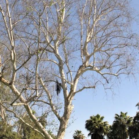 Árbol infectado por escarabajos barrenadores polífago