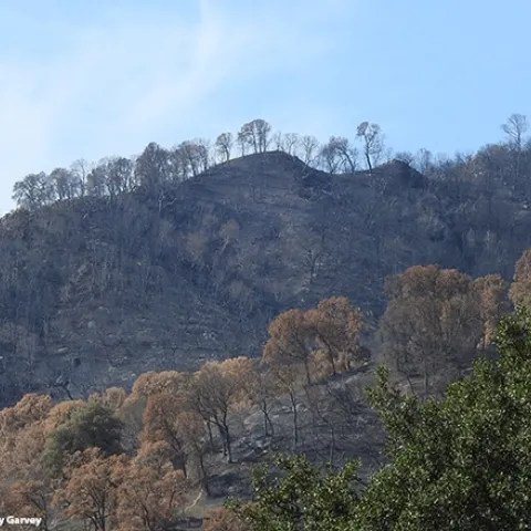 The view from Gates Canyon Road on Sept. 25, 2020, following the Aug. 19th wildfire. (Photo by Kathy Keatley Garvey)