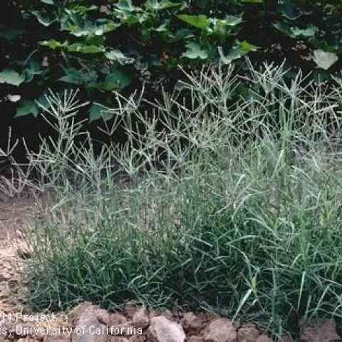 Patch of bermudagrass surrounded by bare soil and foliage.