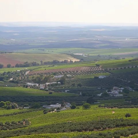 Landscape showing vineyards in Montilla, Spain. (Photo credit: Consejo Regulador DOP "Montilla-Moriles”)