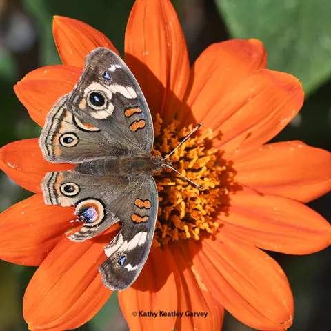 Signs of a predator. A tattered Buckeye butterfly, Junonia coenia, sipping nectar from a Mexican sunflower, Tithonia rotundifolia. (Photo by Kathy Keatley Garvey)