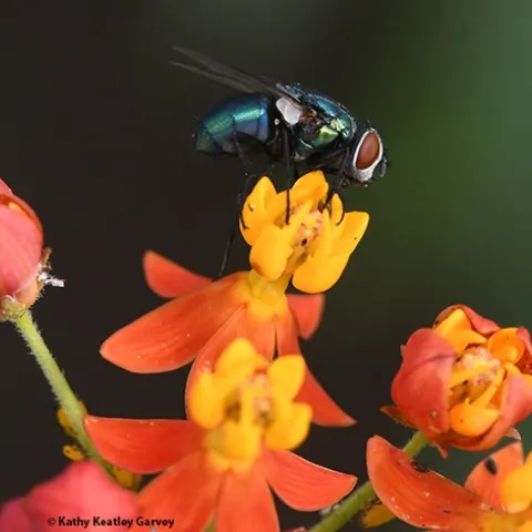 A common green bottle fly, Lucilia sericata, seeking nectar on a tropical milkweed, Asclepias curassavica. (Photo by Kathy Keatley Garvey)