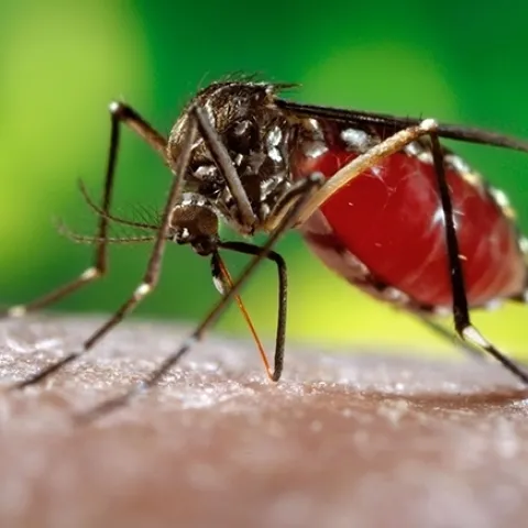 Aedes aegypti, also known as "the yellow fever mosquito." (CDC Photo)