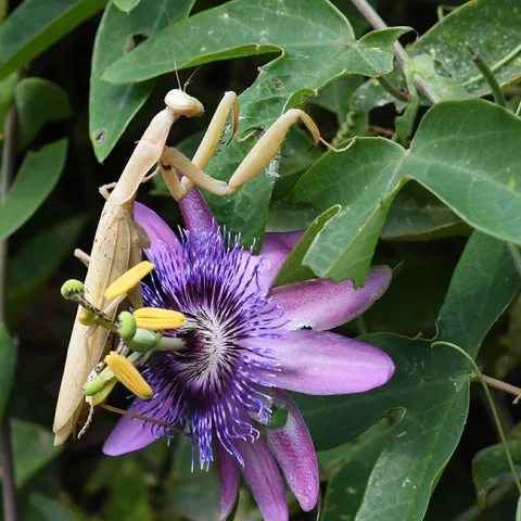 A female praying mantis, Mantis religiosa, crawls over a passionflower. (Photo by Kathy Keatley Garvey)