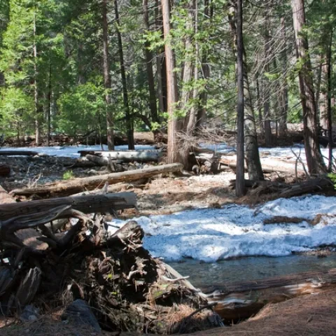 conifer forest Mike Poe