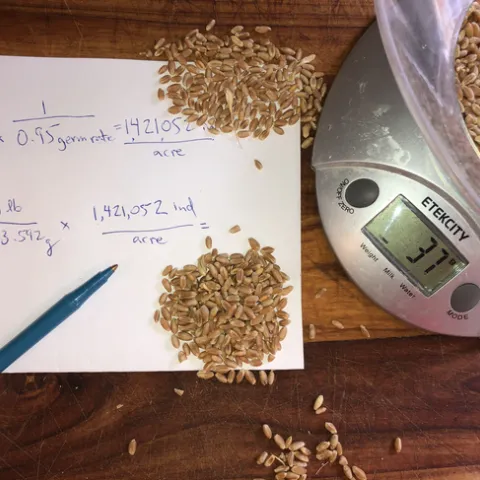 Seeding Rate Caculator